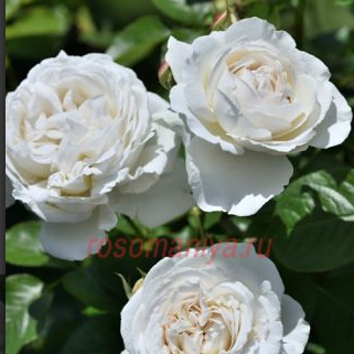 Роза PAVLOVA DELBARD