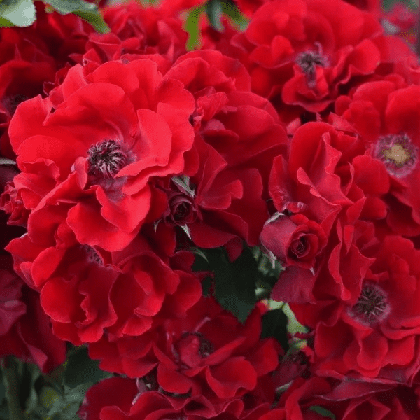 Роза Roter Korsar (Ротэр Корсар)