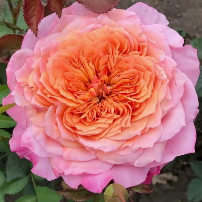 Роза Miyabi2