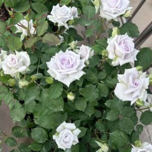 Роза Blue gravity (Голубая гравитация)