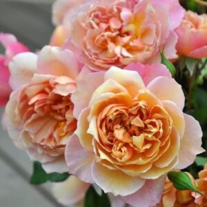 Роза Broderi (Бродери)