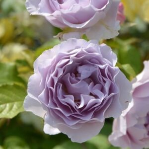 Роза Camille (Камилла)