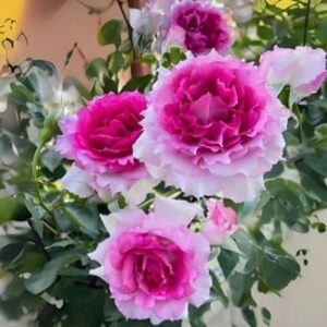 Роза Doniazade (Дониазаде)