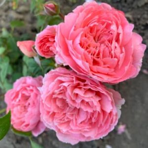 Роза Penelope Lively (Пенелопа Лайвли)