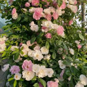 Роза Banksiae "Rosea" (Бэнкс Розовый)