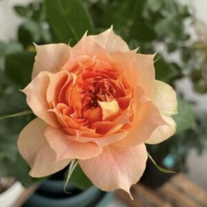Lanterne Citrouille (Тыквенный фонарь)