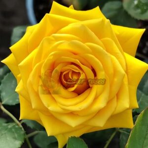 Роза Butter scotch yellow rose(Сливочное масло шотландской желтой розы)