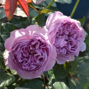 Роза Elisabeth (Элизабет)