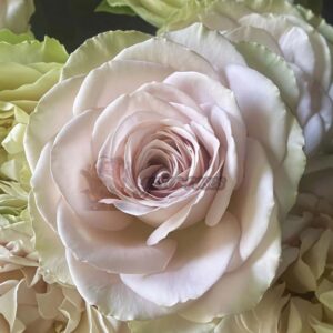 Роза In My Place Rose (В моем сердце)