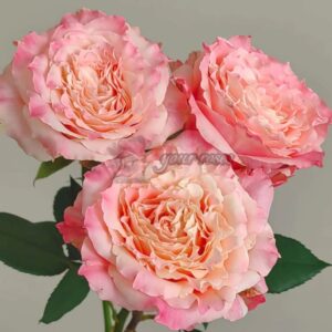 Роза Taolesi Rose (Таолесская)