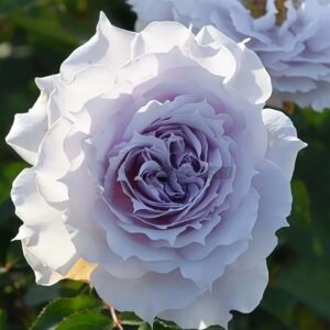 Роза Undine (Русалка)