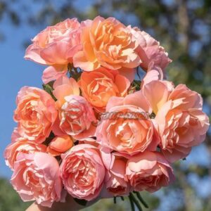 Роза XingRang (Спелый абрикос)