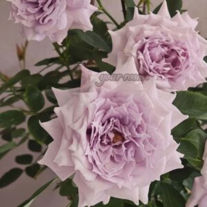 Роза Ziwu ningshuang (Цзыу ниншуан)