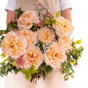 Princess Holly’s Hope Rose (Надежда принцессы Холли )