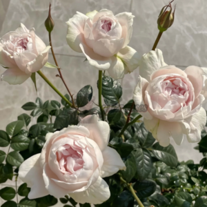 White Ajourée Rose (Белая ажурная роза)