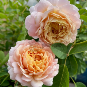 Miefiori Rose ( ミルフィオーリ Мильфиори)