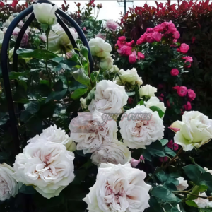 Milady de Winter Rose Plant (Миледи де Винтер)