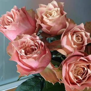Heartstrings Rose Plant (Сердечные струны)