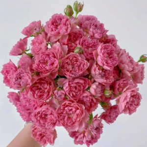 Nagi Rose (Наги なぎ)