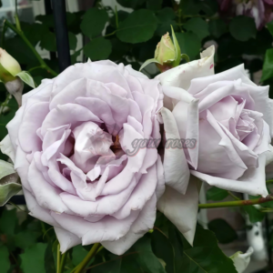 Ao Rose( Ао  亜欧 )
