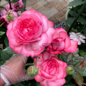 Ensorcelant Rose (アンソルスラン Обволакивающая роза)
