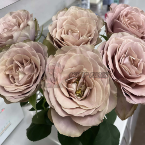 Reason Rose ( リーズン Причина)