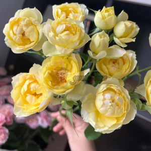 Yellow cheerleading Rose(Желтая роза для болельщиц)