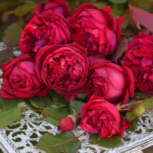 Jean-Christophe Rose ( ジャンクリストフ Жан Кристоф)