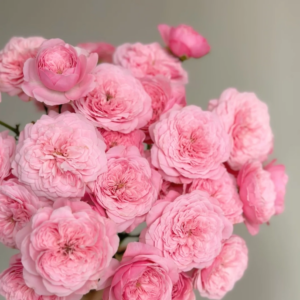 Filer Rose (Спиннер)
