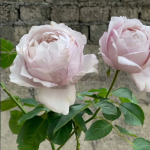 Popelka Rose Plant|伊芙灰姑娘 (Попелка)