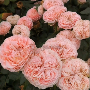 M-Tea Party Rose(  Чайная вечеринка)