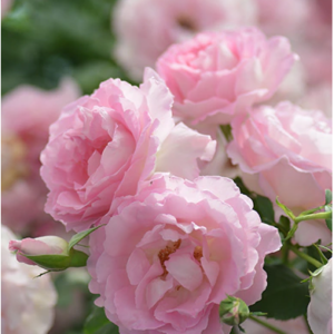 Lien Rose (Ссылка_)