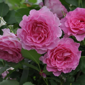 Pink of Princess (Розовая принцесса)
