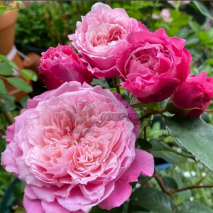Ehon no Bara Rose ( 絵本のばら  Huiben de Meigui Книжка с картинками)