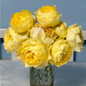 Shining Smile Rose ( Сияющая улыбка )