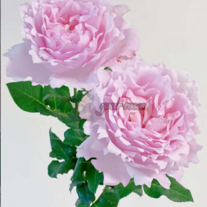 Roses Sophie Rochas (Софи Рошас)
