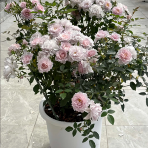 Mengxingluo Rose Plant (Мечтательный звездопад)