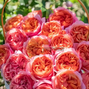 Хing chen Rose (Звездная пыль)