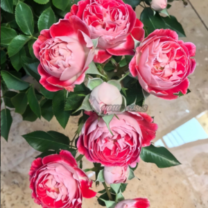 HuaDian Rose Plant (Хуадянь)