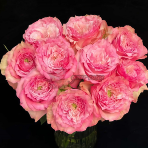 Forest Maiden Rose Plant ("Лесная дева")