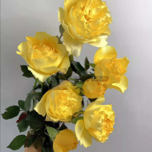 Meina Rose Plant  美娜 (Прекрасная дева)
