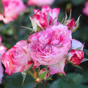 Futao Rose Plant(Футао)