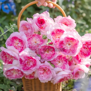 Zhijin Rose Plan(Чжицзинь)