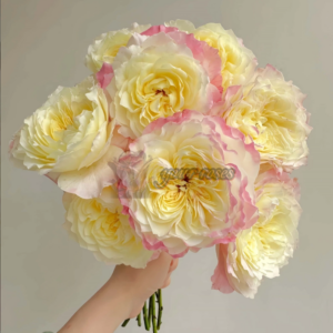 Dianchun Rose Plant  (Накрашенные румянами губы)