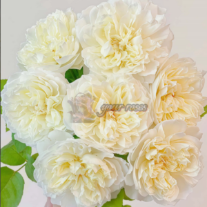 Xinyu Rose Plant (Нефритовое сердце)
