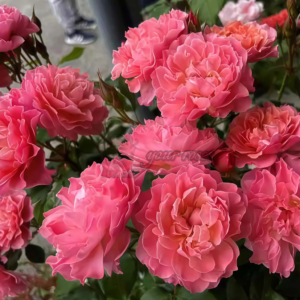 Enfant de CorAll Rose ( アンファンドゥコライユ  Дитя коралла)