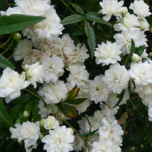 ROSA Banksiae Albo plena(Бэнкс белая)