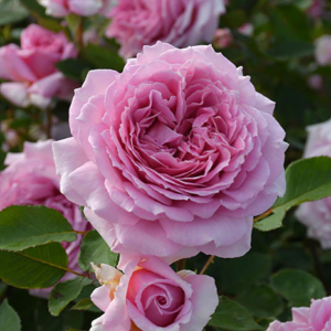 Antique Rose (Античная роза)