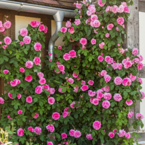 Gertrude Jekyll (Гертруда Джекилл)